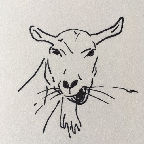 drawing of a goat